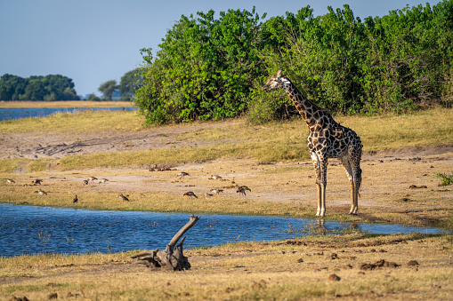 Southern giraffe stands by river near bushes