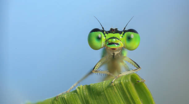 istock damselfy taken with macro photography. 1415960687