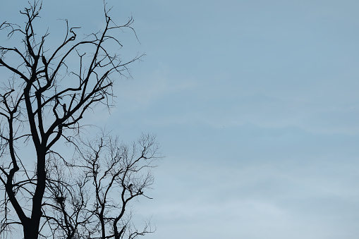 A black silhouette of a bare tree against a blue sky