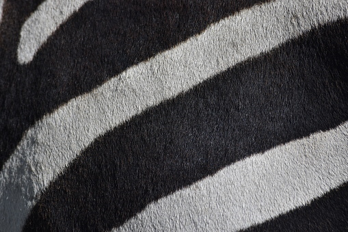 Close up view of zebra stripes
