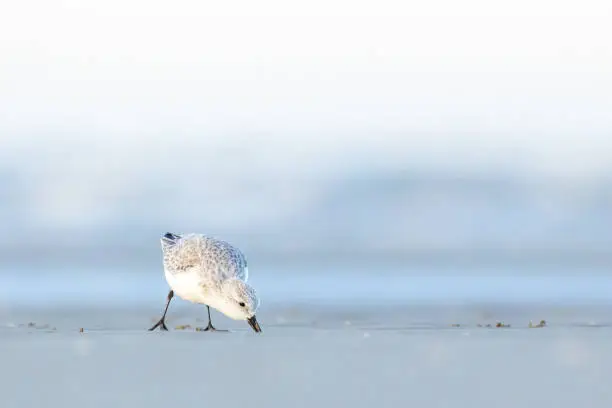 Photo of A sandpiper running along a beach in the north of Denmark at a cold but sunny day in spring.