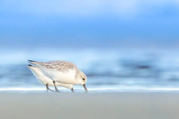 Photo of A group of sandpipers running along a beach in the north of Denmark at a cold but sunny day in spring.