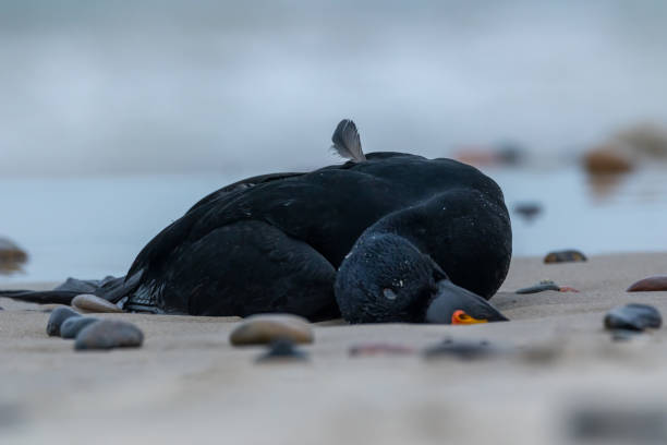 Pato Muertos En La Playa - Banco de fotos e imágenes de stock - iStock Pato Muertos En La Playa - Banco de fotos e imágenes de stock - iStock
