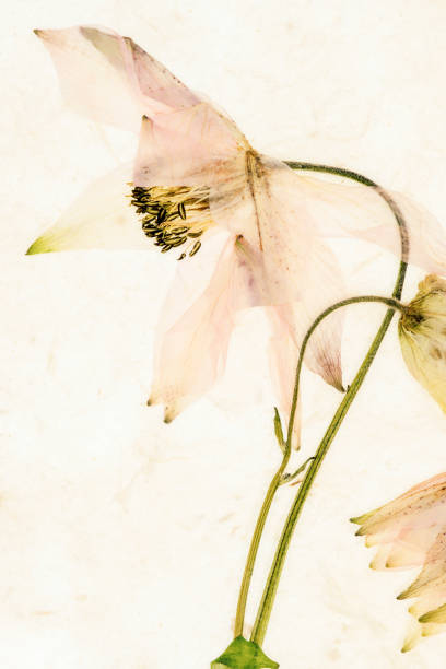 istock Columbine flowers decorative background 1415966645