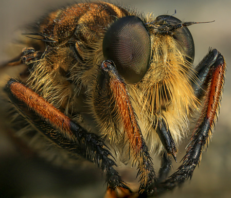 robberfly head, taken with macro photography.