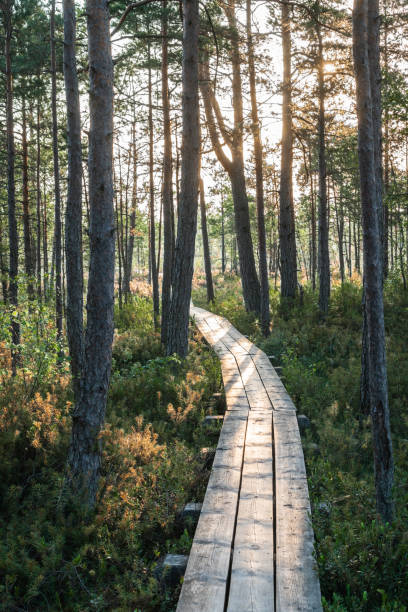 istock Bog (Cenas tirelis) in Marupe county, Latvia 1415967934