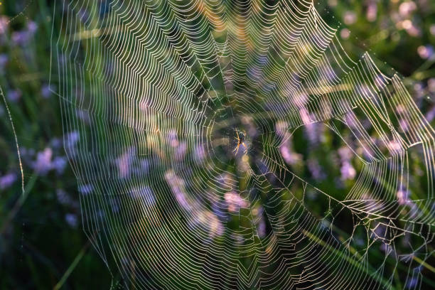 A close-up of a spider's web in the branches of a swamp tree in the early morning