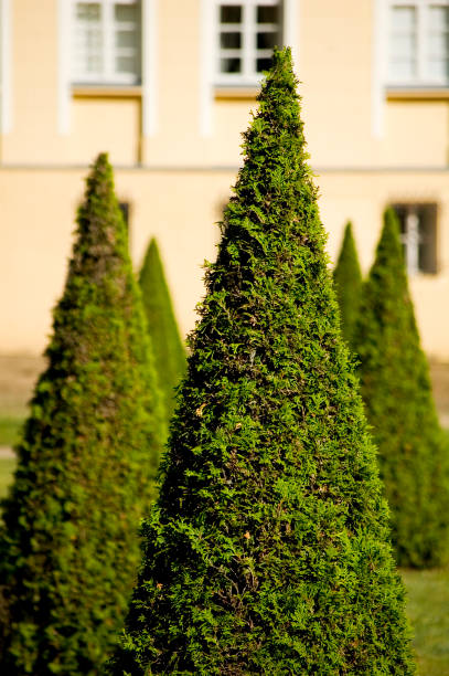 istock Thuja trees in old garden. 1415969852