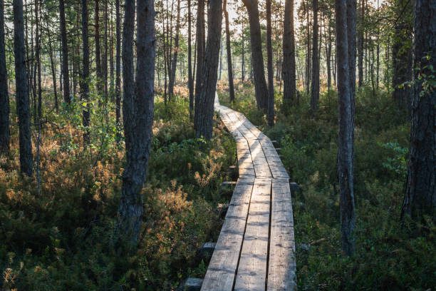 istock Bog (Cenas tirelis) in Marupe county, Latvia 1415969871