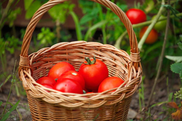 istock Basket full of fresh tomatoes 1415971264