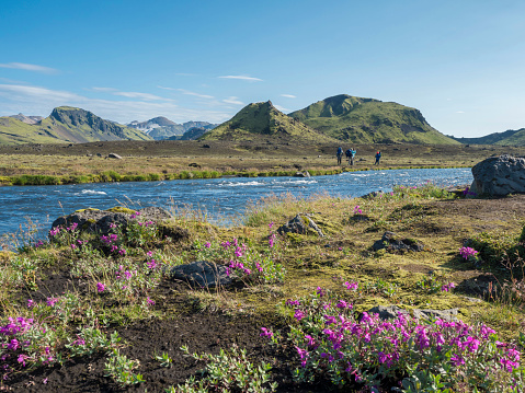Beautiful Icelandic landscape with wild pink flowers, blue glacier river and green mountains. Blue sky background. Group of hikers in area of Fjallabak Nature Reserve on Laugavegur trek, Iceland.