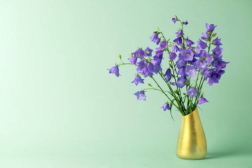 A DSLR photo of beautiful Bluebell flowers (Campanula) in a vase. Space for copy.