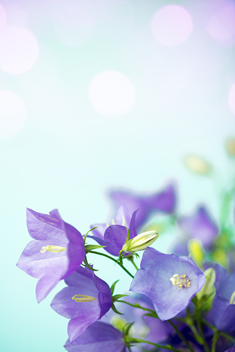 A DSLR photo of beautiful Bluebell flowers (Campanula) on a defocused lights background with beautiful bokeh. Space for copy.