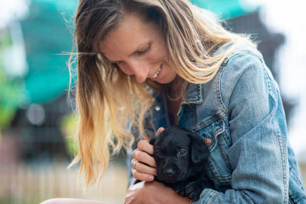 Woman cuddling labrador puppy stock photo