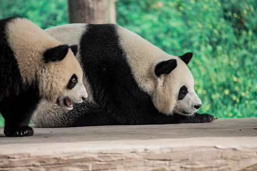 Two cute giant pandas playing together