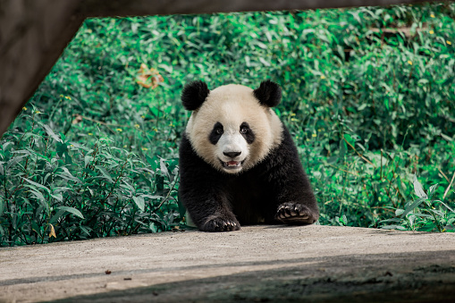 A photo of female giant panda Mei Xiang in the grass of her enclosure