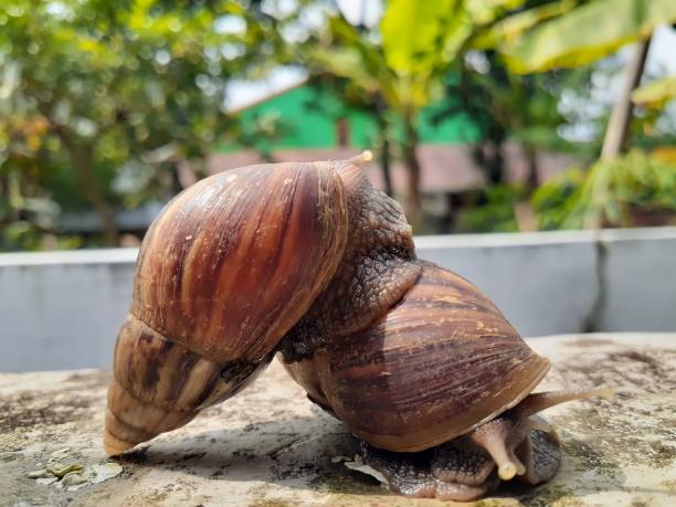 istock Snail crawling on the wall as nature background. 1415974588