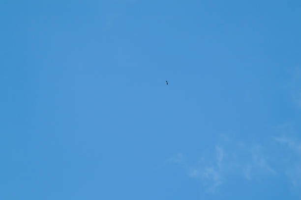 istock Blue sky background and white clouds soft focus, pastel sky. A stork high in the sky. 1415975468