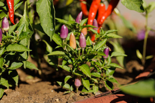 Close up of home gown organic hot peppers in the garden.