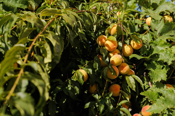 Close-up of a peach tree. A branch with many ripe fruits.