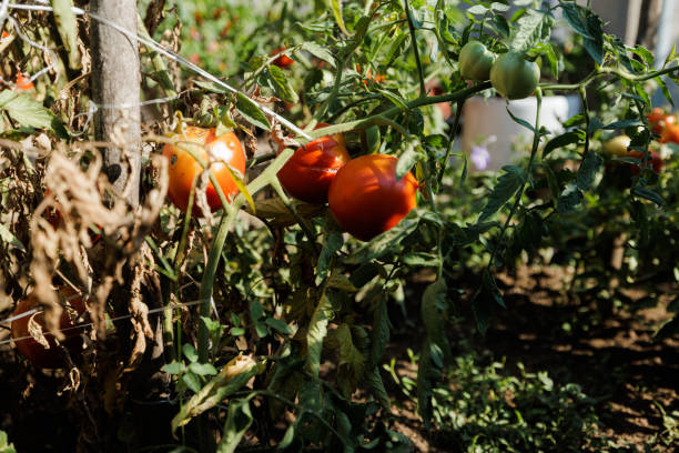 istock Home grown organic tomatoes in the garden 1415977248
