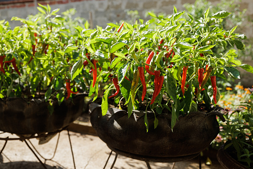 Potted pepper plants with ripe red and green pepperonis on a branches.