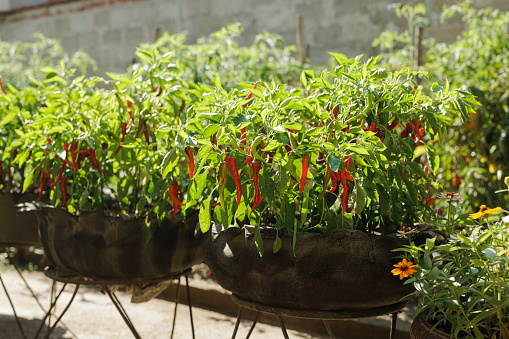 Potted pepper plants with ripe red and green pepperonis on a branches.
