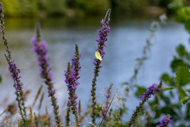 The butterfly photo was taken in the Matka Canyon. The Matka Lake within the Matka Canyon is the oldest artificial lake in the country.