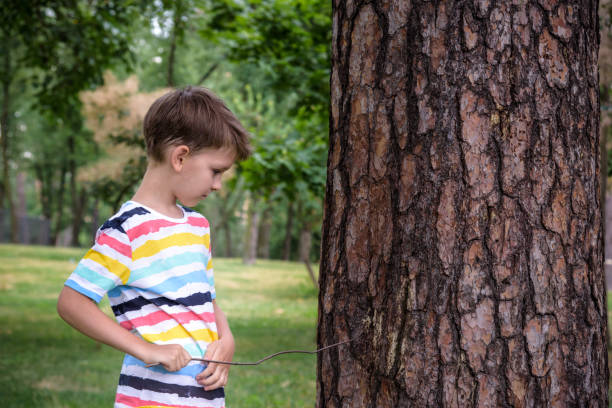 niño de 7-9 años de edad blanco caucásico mira atentamente al árbol mientras está de pie en el bosque cerca de un haya a principios de verano o primavera. - 10 11 years serene people little boys child fotografías e imágenes de stock