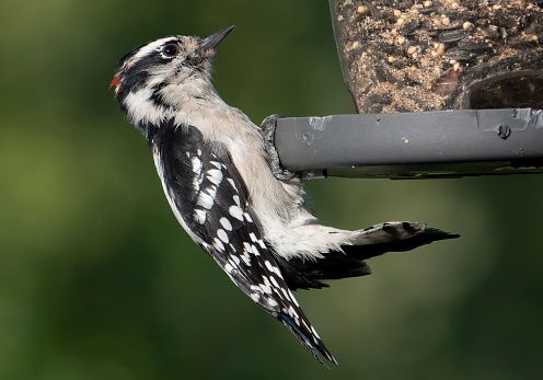Woodpecker leans back on the feeder