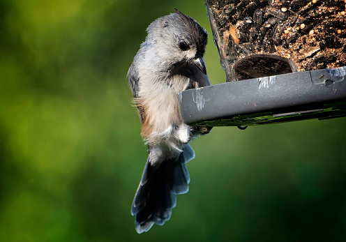 Carolina Chickadee perched on the feeder