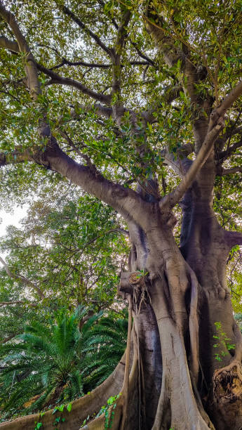 istock Large historic tree, captured from a low angle on a cloudy day. 1415982991