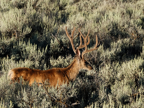 Large mule deer buck in sagebrush