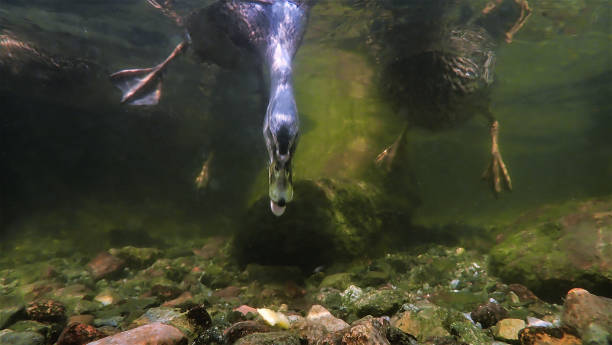 istock Diving duck in a lake 1415985771