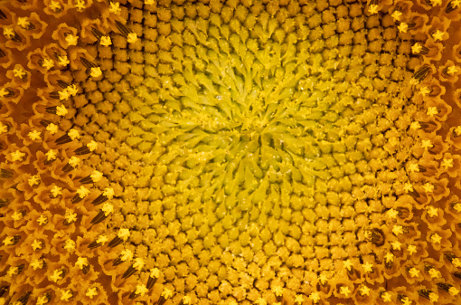 Close up view of a sunflower head