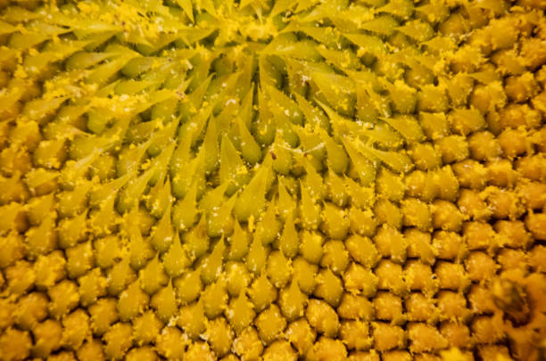close up of a developing sunflower with an interesting pattern and moisture on the forming seeds