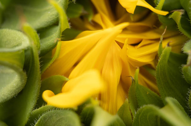 visão de perto de uma cabeça de girassol - macro close up sunflower france - fotografias e filmes do acervo
