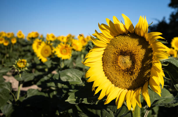 vista de perto de uma cabeça de girassol em um campo - macro close up sunflower france - fotografias e filmes do acervo