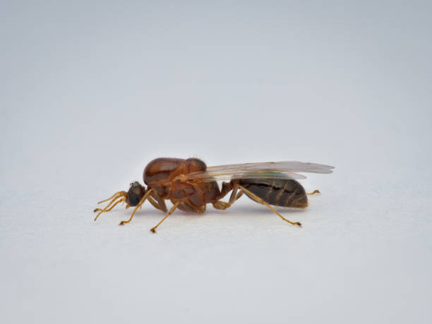 istock little winged ant from the side view 1415987234