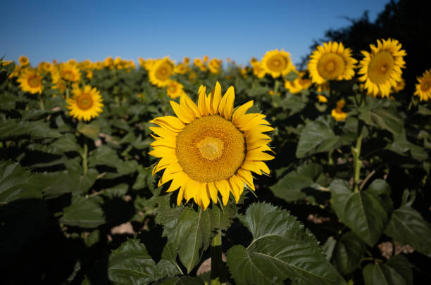istock Sunflowers oriented towards the sun 1415987240