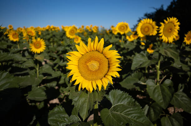 girassóis orientados para o sol - macro close up sunflower france - fotografias e filmes do acervo