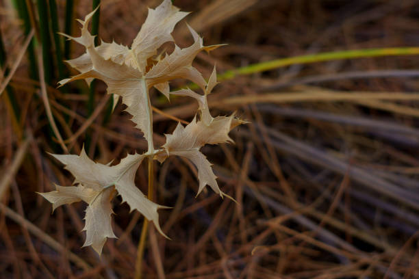 close-up of a thistle dried out by the summer heat