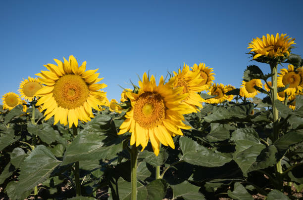 girassóis orientados para o sol - macro close up sunflower france - fotografias e filmes do acervo