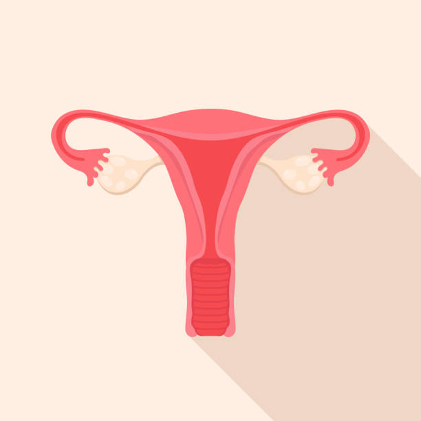 bildbanksillustrationer, clip art samt tecknat material och ikoner med a flat style icon of the female reproductive system. uterus with ovaries, gynaecology. vector - äggledare illustrationer