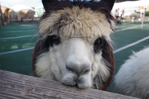 This is the alpaca. It is a very cute eyes.