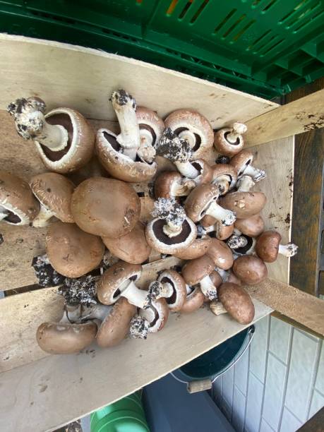 istock Fresh mushrooms in a wooden box 1415990622
