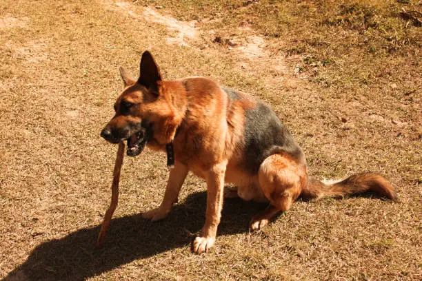 German Shepherd dog crossed with Belgian Shepherd; very popular breed in Brazil and some places in Europe, like Germany