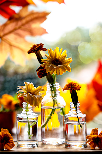 Autumn still life with flowers and orange leaves. Orange flwoers in glass vases. Abstract Autumn scene concept