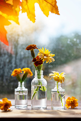 Autumn still life with flowers and orange leaves. Orange flwoers in glass vases. Abstract Autumn scene concept