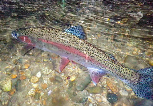 Salmon river cutthroat trout